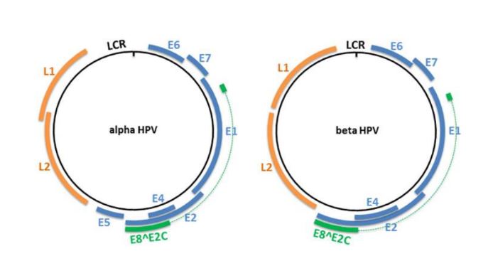 Cấu trúc alpha HPV và beta HPV