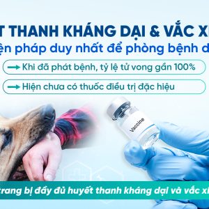 PHÒNG CHỐNG BỆNH DẠI – ĐỪNG CHỦ QUAN DÙ CHỈ LÀ VẾT CÀO NHỎ